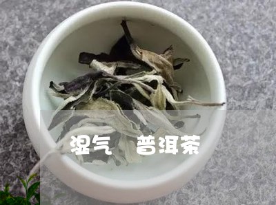 湿气 普洱茶/2023042852109